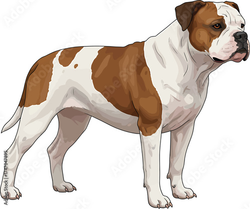American Bulldog dog Portraits Set Illustrations Brown and White Vector 