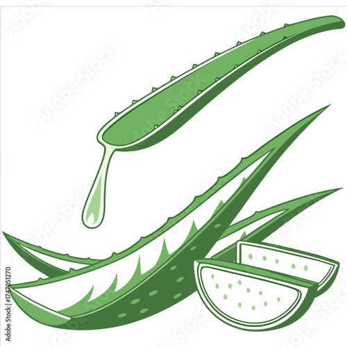 Fresh aloe vera leaf sliced, revealing its soothing gel, a natural remedy for skin and hair, against a bright white background.