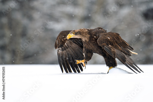 A white-tailed eagle landed in a snowy clearing.