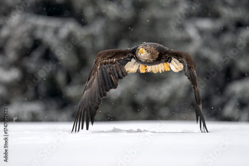 A white-tailed eagle flies over a snowy clearing, where it hits the snow with its wing.