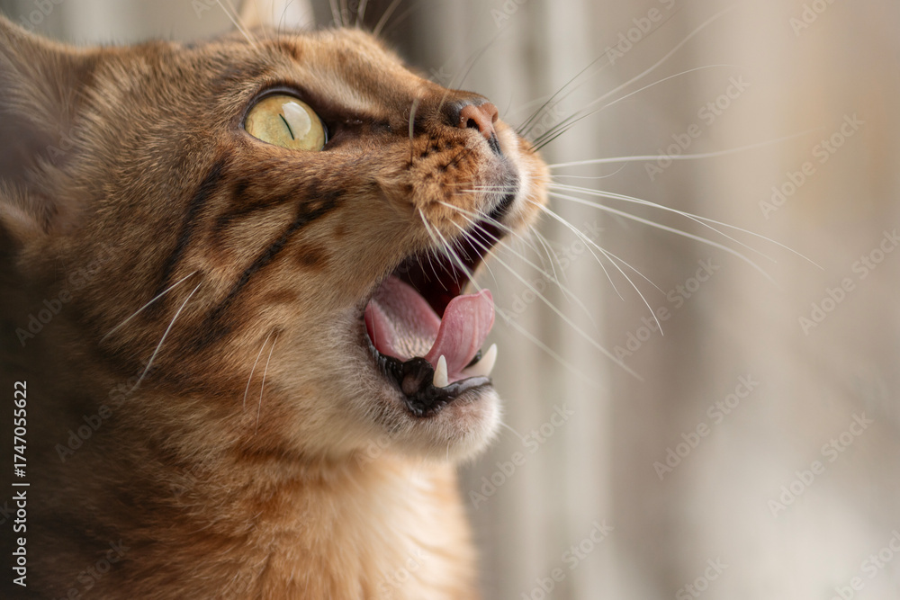 Obraz premium A surprised Bengal cat looks up