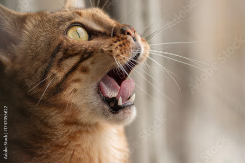 A surprised Bengal cat looks up