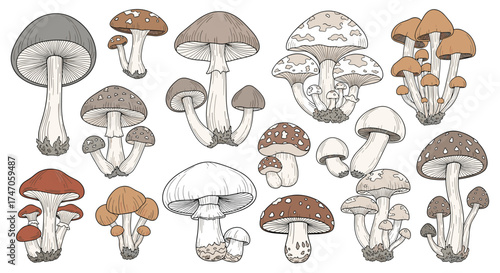 A collection of various wild edible mushrooms and fungi illustration.