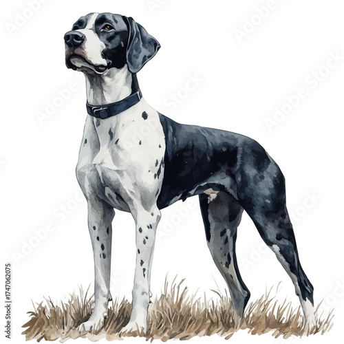 Pointer, watercolor painting vector, isolated on a white background.