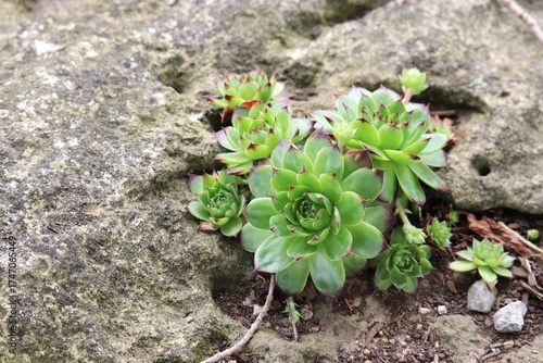 Succulents on Rock