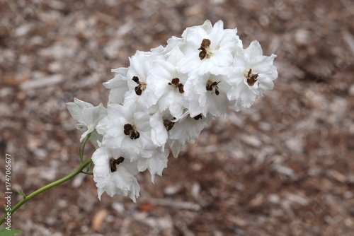 White Delphinium