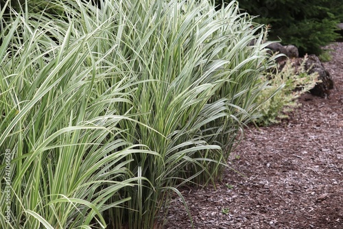 Variegated Ornamental Grass