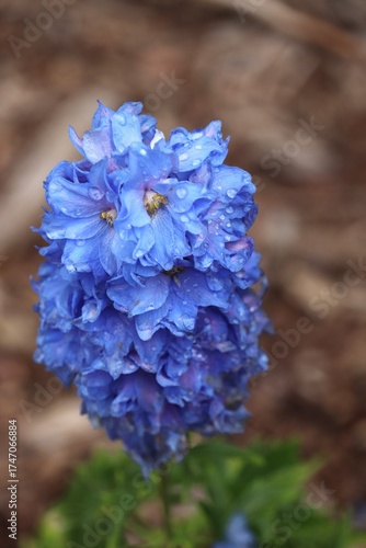Blue Delphinium