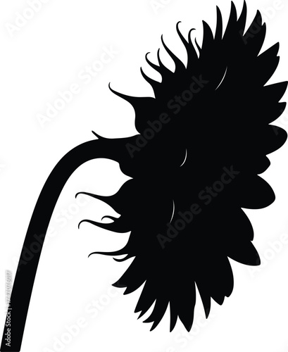 Vector silhouette of a sunflower bending down illustration