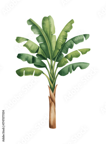 Watercolor banana trees and tropical leaves.