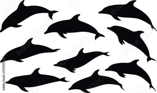 Dolphin Silhouettes in Black on White Background Marine Mammal Theme