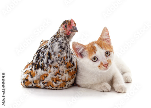 Kitten and chick together isolated on white background.