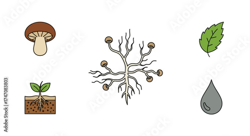 Nature and biology icon set with mycelium network.