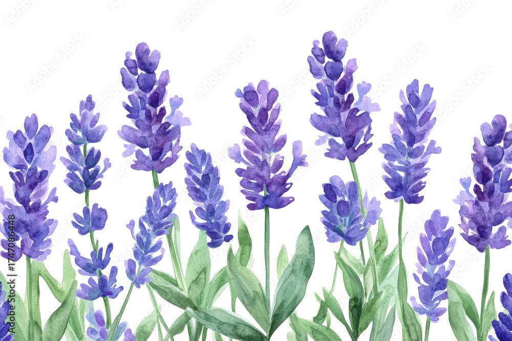 Obraz premium Beautiful seamless border of tender watercolor lavender flowers with soft purple hues and delicate green leaves creating a serene and calming atmosphere for any design project