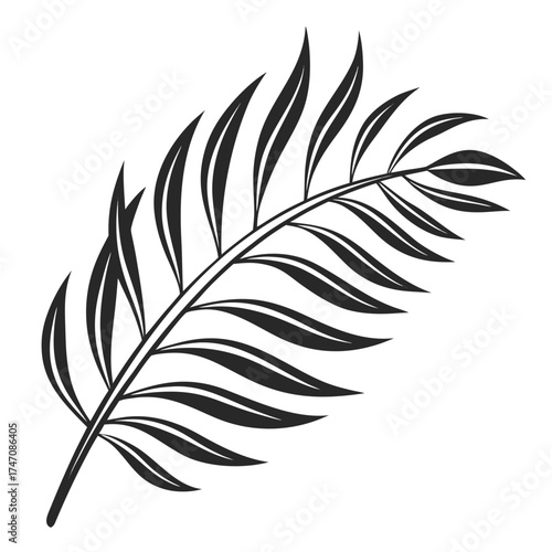 Black silhouette of a tropical palm frond tropical leaf