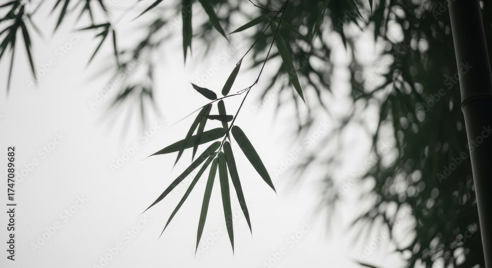 Fototapeta premium Serene bamboo leaves against soft gray sky