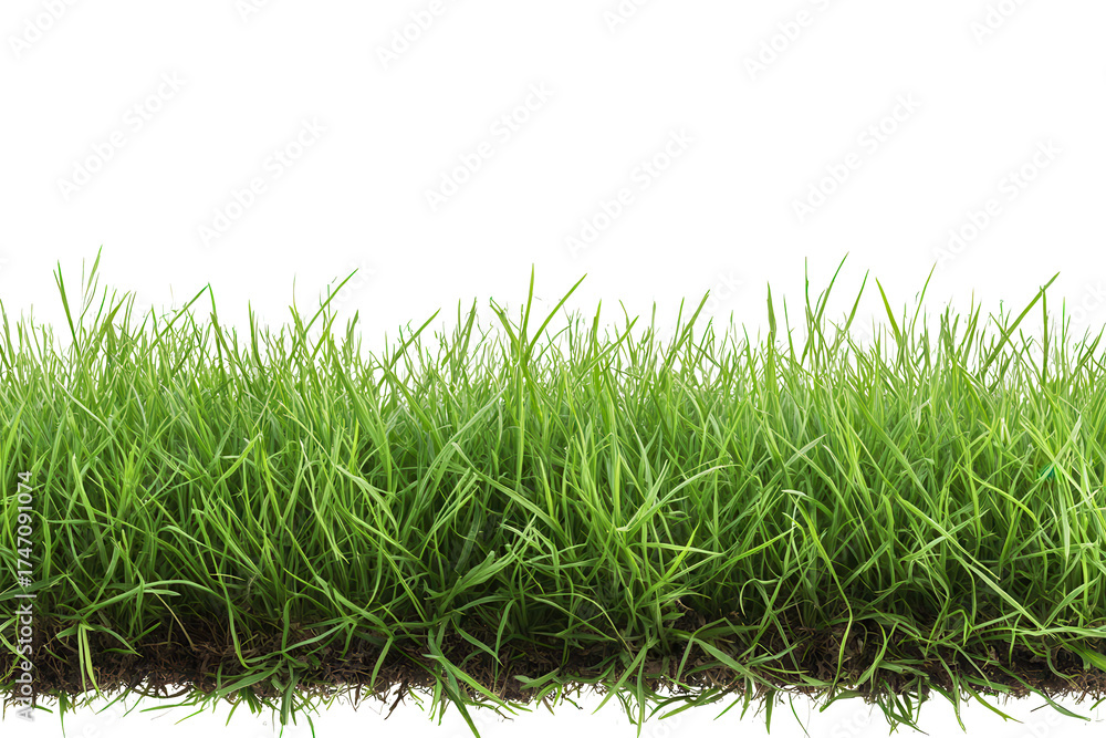 Fototapeta premium Lush green grass with vibrant blades creating a natural landscape in sunlight, perfect for outdoor activities and enjoying nature