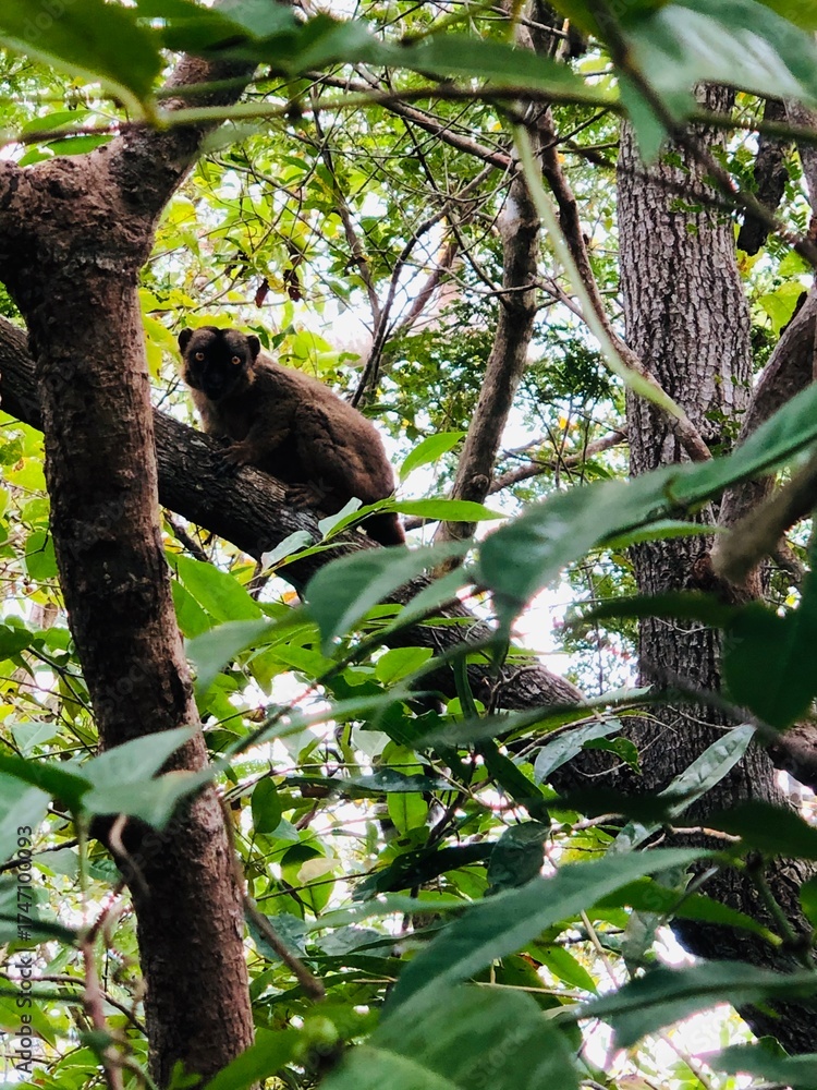 Obraz premium koala in tree