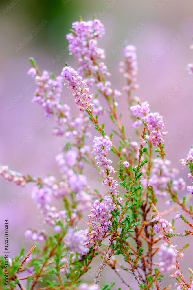 Fototapeta premium lilac heather in late summer