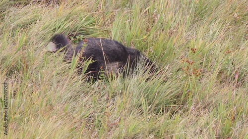 Murmeltiere am Großglockner 