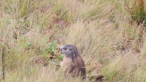 Murmeltiere am Großglockner 