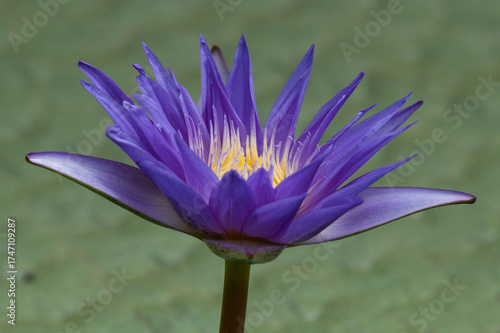 purple water lily
