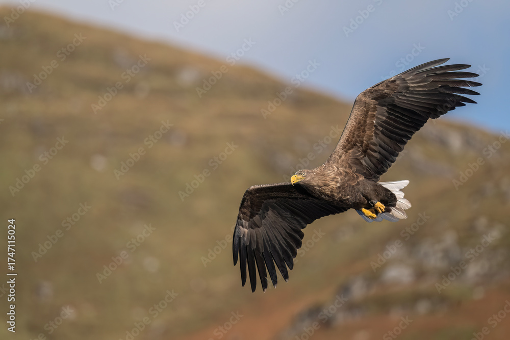 Obraz premium White tailed eagle flying, close up