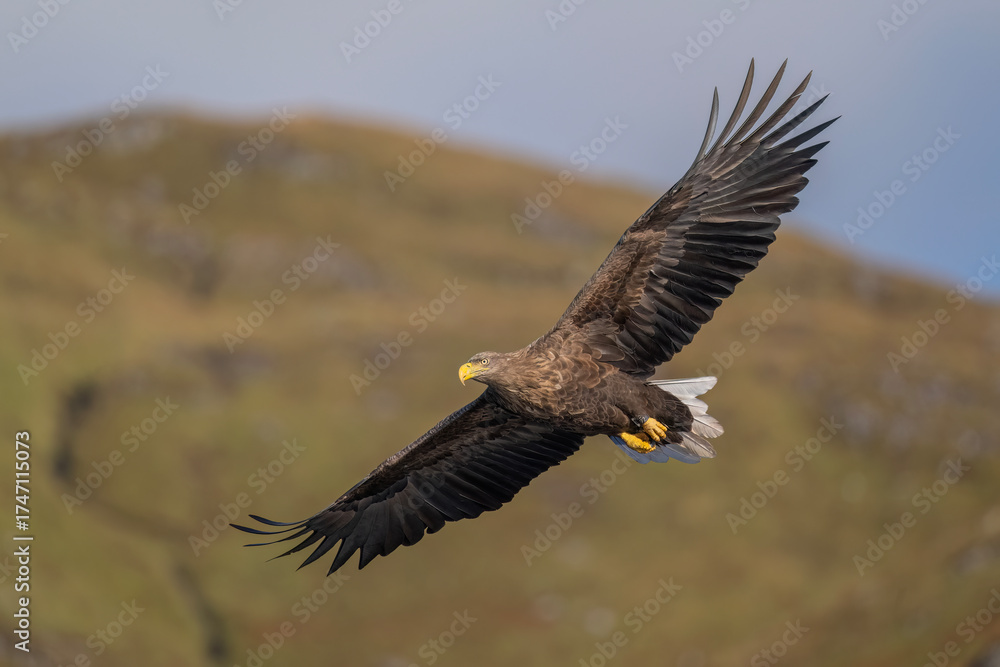 Obraz premium White tailed eagle flying, close up