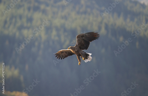 Canvastavla White tailed eagle flying, close up