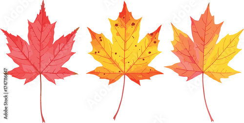 Autumn leaves illustration, red yellow foliage, seasonal change, maple leaf design, fall colors, nature vector art, botanical elements
