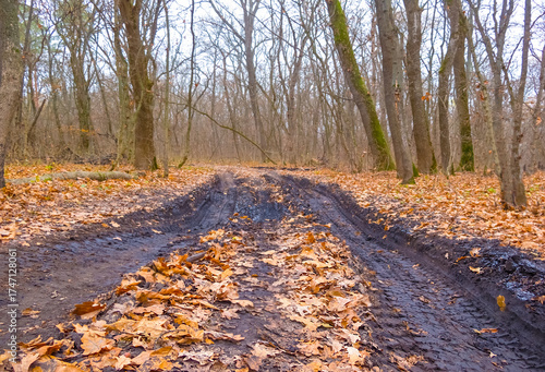 ground road among forest glade covered by red dry leaves,  beautiful autumn  forest scene