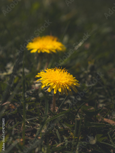 Wallpaper Mural dandelion on green grass Torontodigital.ca