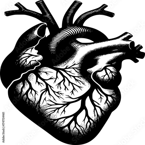 Anatomical Heart Illustration: A meticulously crafted black and white illustration of a human heart, showcasing its intricate vascular network and anatomical structure.