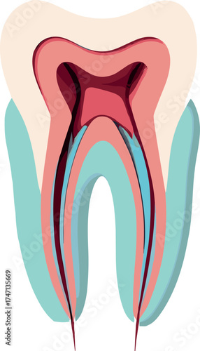 Detailed cross-section illustration of a human tooth showing enamel, dentin, pulp, and root structure, ideal for dental anatomy and educational materials.