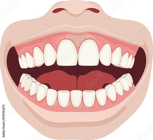 Realistic medical illustration of an open human mouth showing teeth, gums, and oral cavity structure, ideal for dental education or anatomy reference.