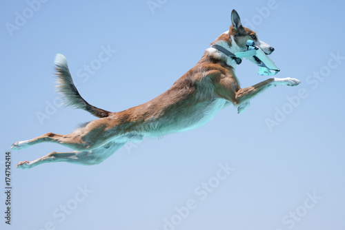 Photography Mixed breed dog with a white bumper toy in his mouth in mid-air