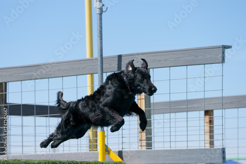 Photography Black flat coated retriever jumping off a dock