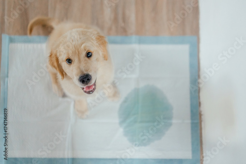 Photos Puppy of the golden retriever sits on disposable a diaper with a stain from urine looks guiltily