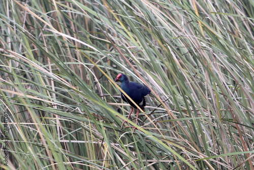 Schilderij op canvas Western swamphen, Porphyrio porphyrio, in reed