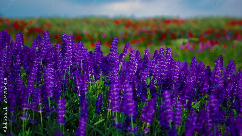 Obraz premium A field bursts with clusters of vivid purple flowers rising above the greenery, contrasting beautifully with scattered red blooms in the distance. The overcast sky adds depth to the scene.