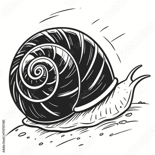 Black snail shell spiral on white background line art