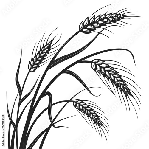 Black wheat stalks silhouette on white background grain