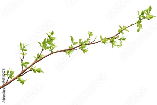 Beautiful sapling branch with tiny budding green leaves captured in a peaceful outdoor setting during springtime, showcasing new growth and the essence of nature awakening