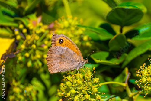 Primo piano di una farfalla posata su un fiore giallo