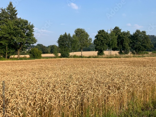 Die Mendener Felder im Sommer	