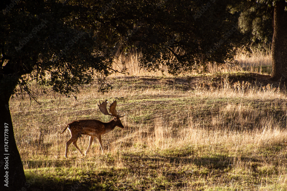 Φωτογραφία Antlers - also sometimes called antlers or horns - are, in zoology, the rigid formations attached to the top of the head of cervids such as deer or reindeer