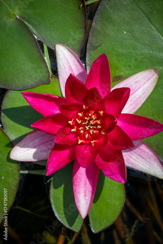 Seerose