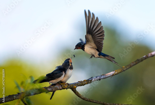 swallow carries insects in its beak to its two chicks sitting on a branch