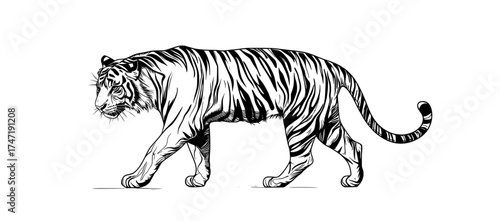 The modern outline of a tiger in motion is perfect for use in wildlife illustration projects