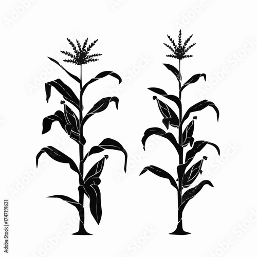 vector illustration of bamboo